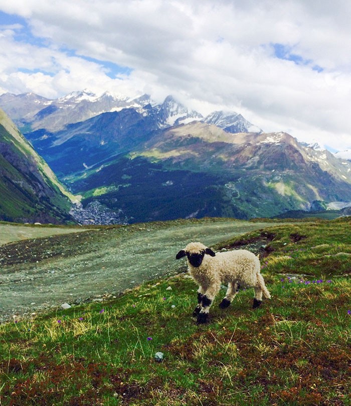"Zdjęcie zrobione podczas wspinaczki w Alpach"