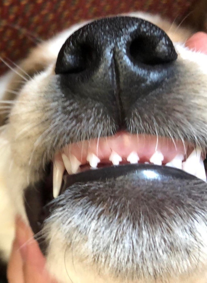 4. Dziwny kształt psich zębów