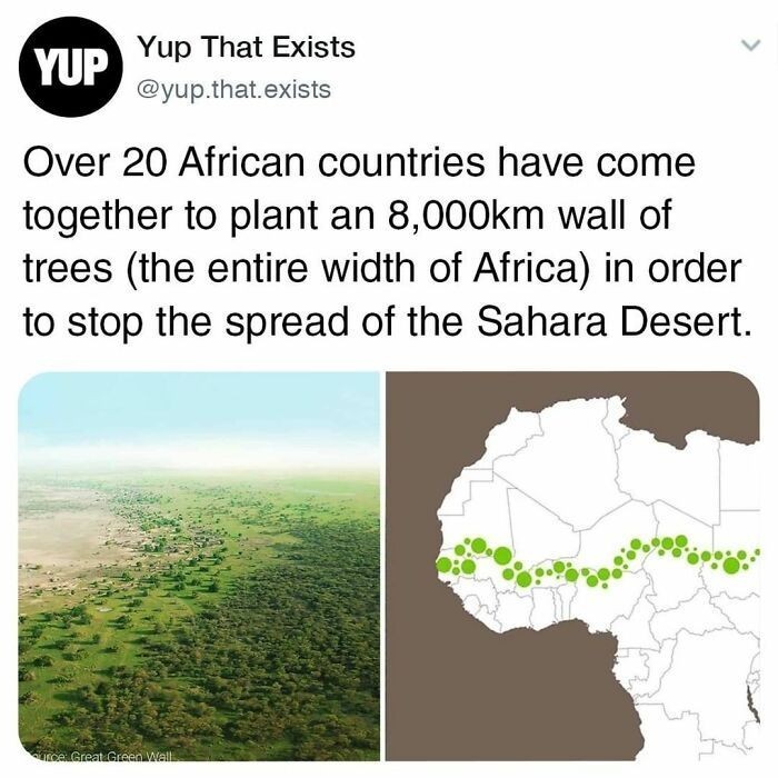 2. Ponad 20 afrykańskich państw połączyło siły i zasadziło ścianę drzew o długości 8 tysięcy km (szerokość całej Afryki), by powstrzymać ekspansję Sahary.