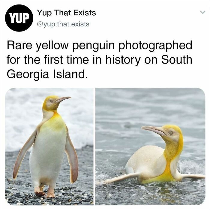 14. Rzadki żółty pingwin sfotografowany po raz pierwszy w historii na Georgii Południowej