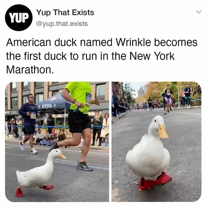15. Amerykańska kaczka o imieniu Wrinkle stała się pierwszą kaczką, która ukończyła Maraton Nowojorski.