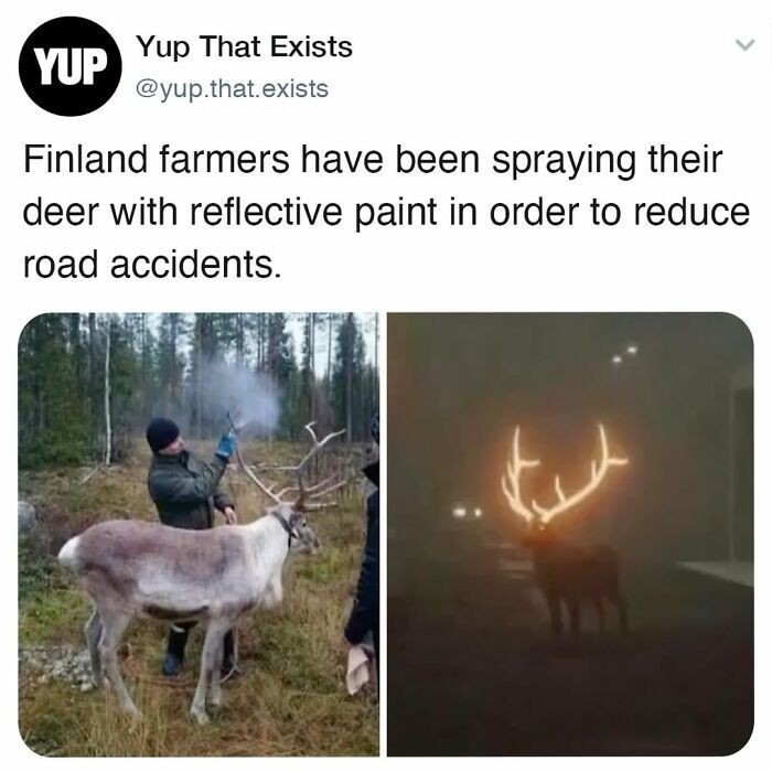 3. Fińscy farmerzy pryskają poroże swoich jeleni farbą odblaskową, by zmniejszyć liczbę wypadków na drogach.