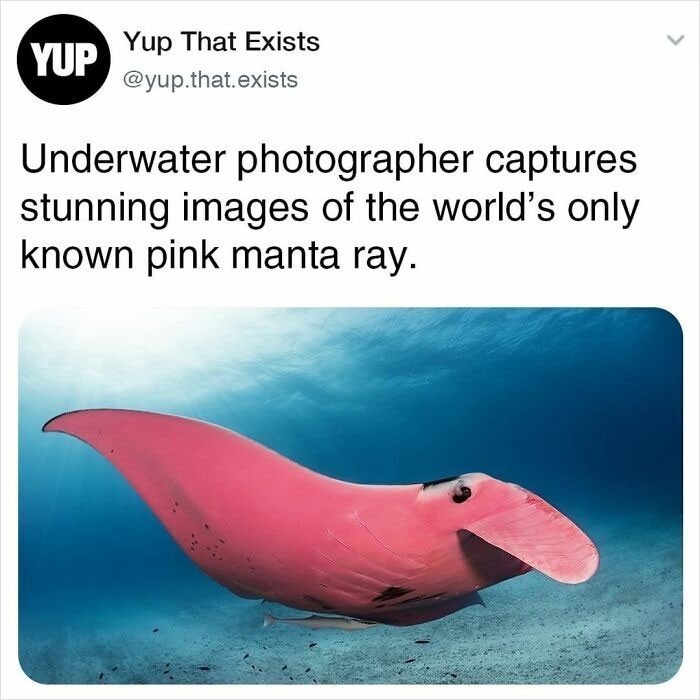 10. Fotograf podwodny wykonał niesamowite zdjęcia jedynego znanego okazu różowej manty.