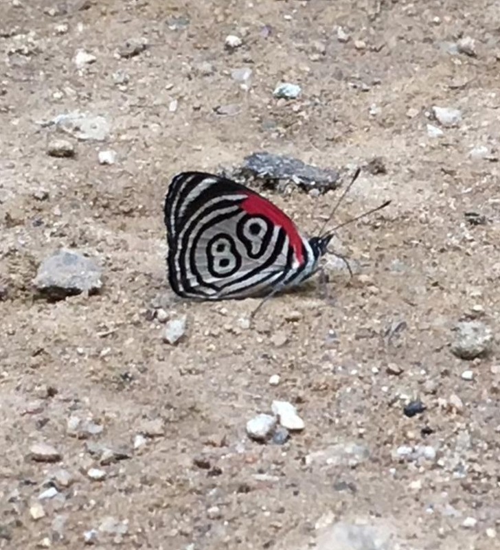 1. "Znalazłam motyla z idealnie ukształtowaną liczbą 89 na skrzydłach."