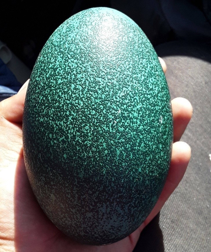 1. Tak wygląda jajo emu.