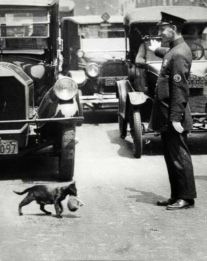 Nowojorski policjant zatrzymuje ruch, by kotka z młodym mogła bezpiecznie przejść przez jezdnię, 1925