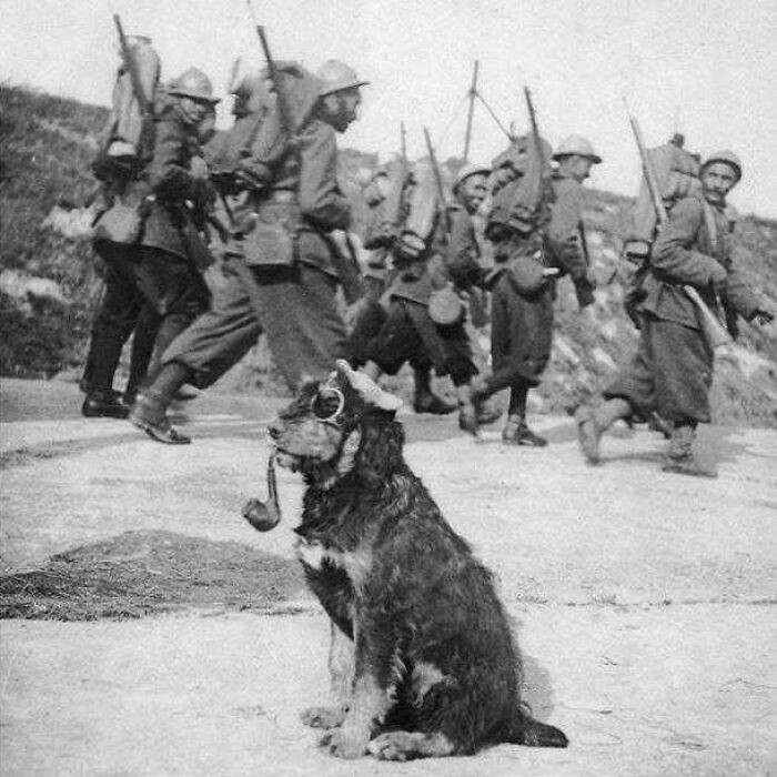 Francuscy żołnierze mijający psa z goglami i fajką, 1915