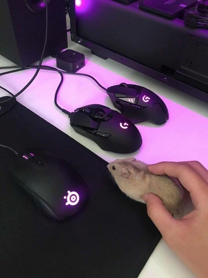 Która myszka najlepsza?