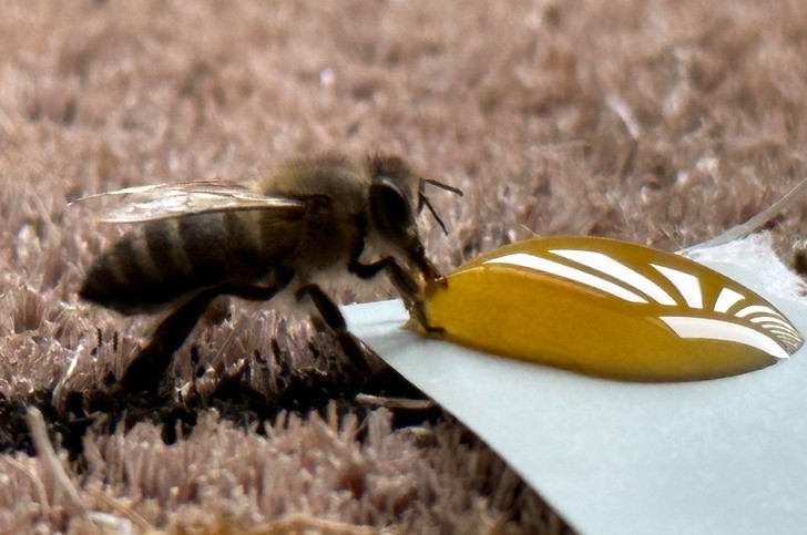 "Do mojej łazienki wleciała pszczoła, która wyglądała na wycieńczoną, więc nakarmiłem ją miodem."