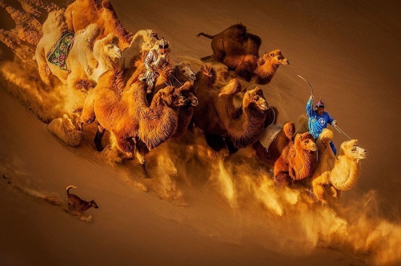 12. Wielbłądy na pustyni - Mongolia