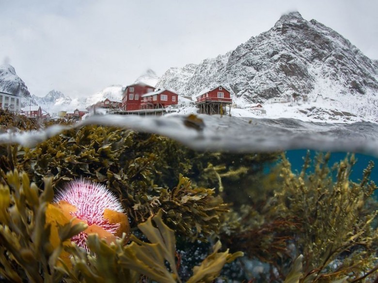 6. Podwodny widok Lofotów w zimie