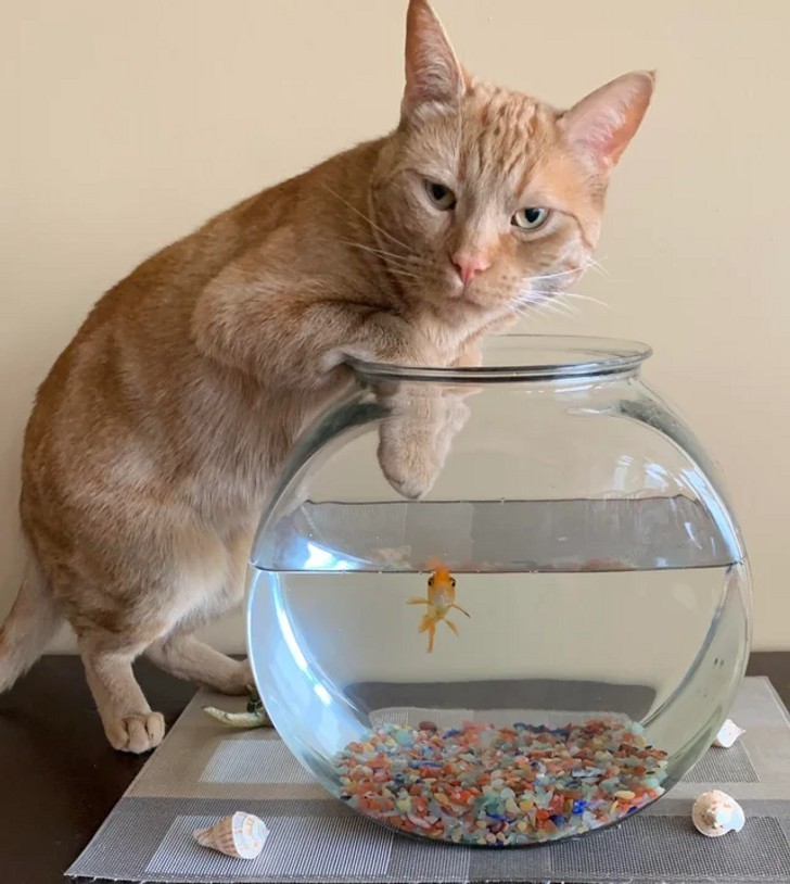 6. "Mój kot i jego złota rybka"
