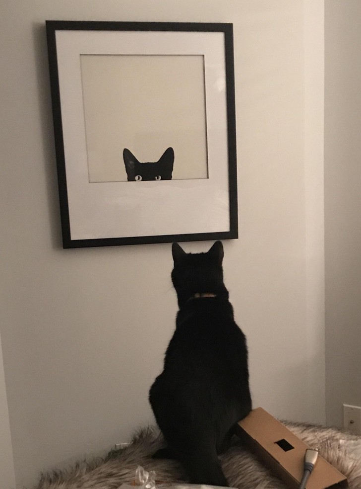 7. "Nasz kot jest bardzo zdezorientowany naszym nowym obrazem."