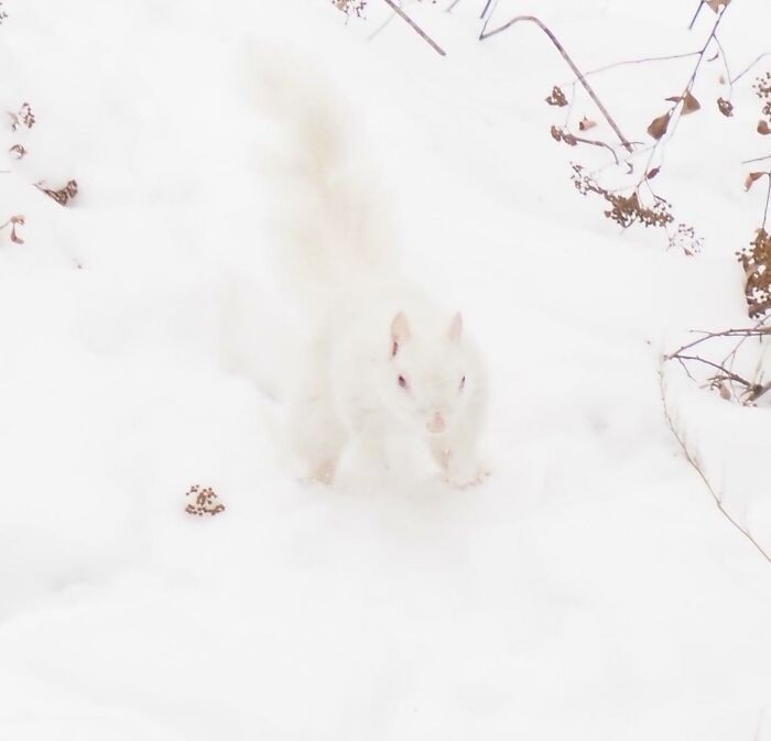 1. "Mamy na podwórku wiewiórkę-albinosa. Cierpliwie czekałam, by zrobić jej zdjęcie. Wyszło przepięknie, nieprawdaż?"