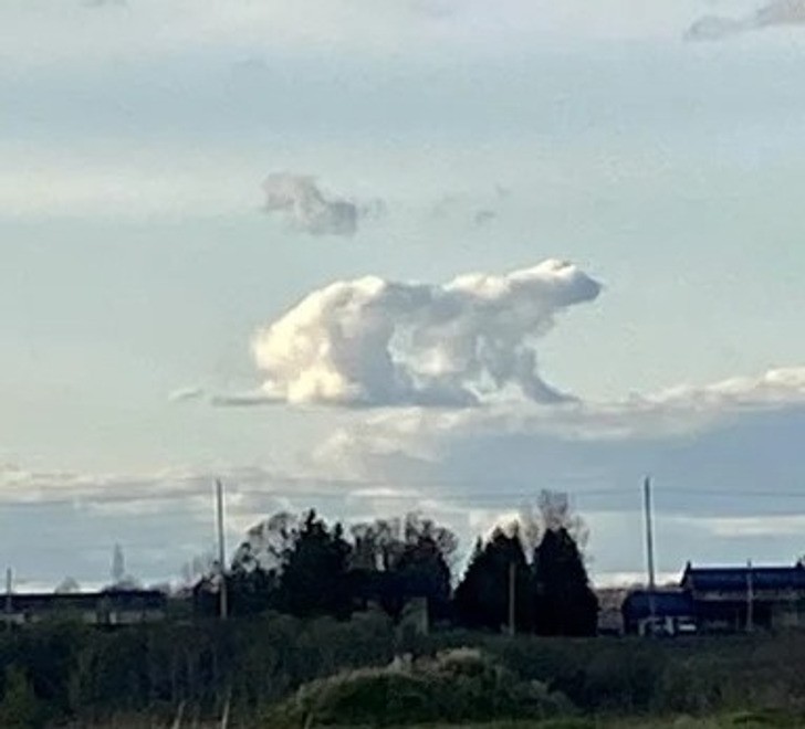 "Chmura przypominająca niedźwiedzia polarnego"