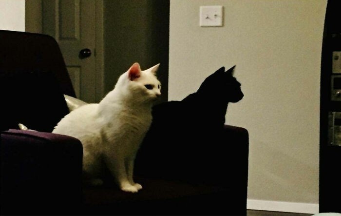 3. "Mój czarny kot wygląda jak cień białego."