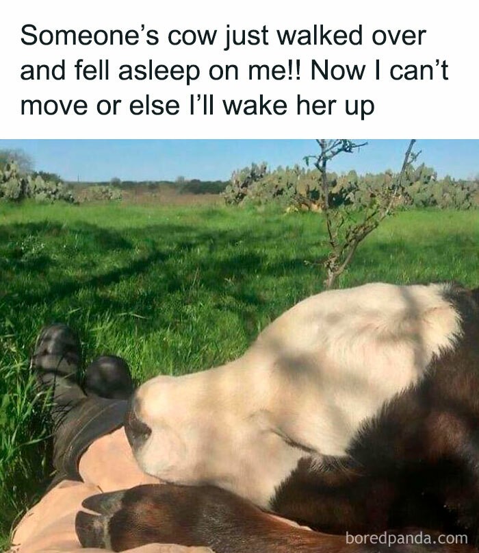 "Czyjaś krowa podeszła i zasnęła na mnie! Teraz nie mogę się ruszyć, by jej nie zbudzić."