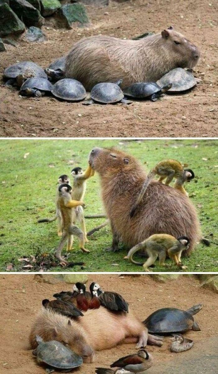 "Życie kapibary