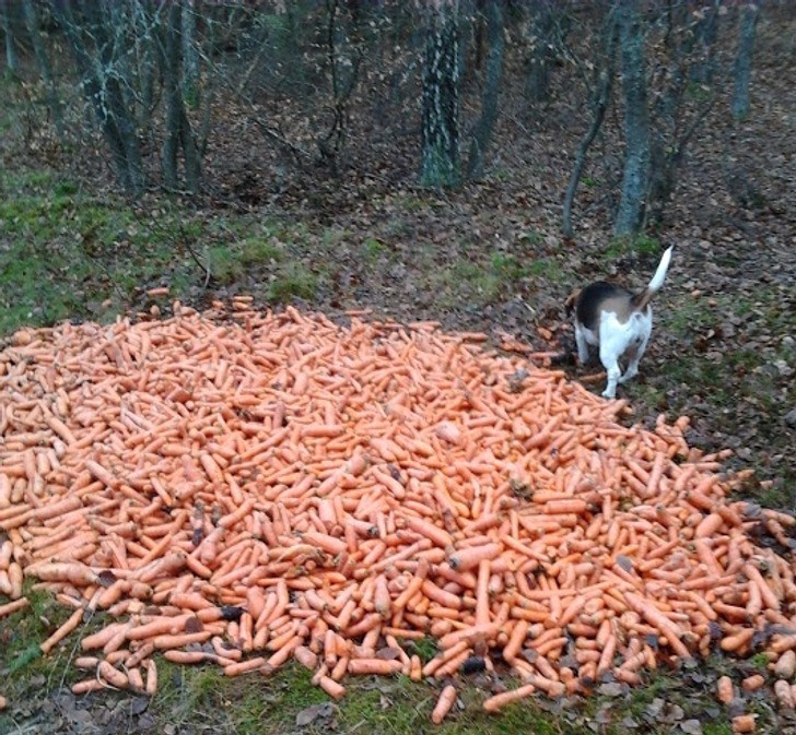 10. "Mój pies znalazł stertę marchewek w lesie."