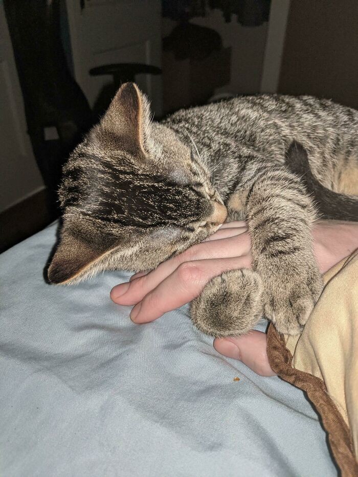 "Mój nowy kotek zasnął trzymając mnie za dłoń."