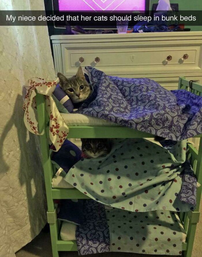 "Moja siostrzenica postanowiła, że jej koty powinny spać w łóżeczku piętrowym."