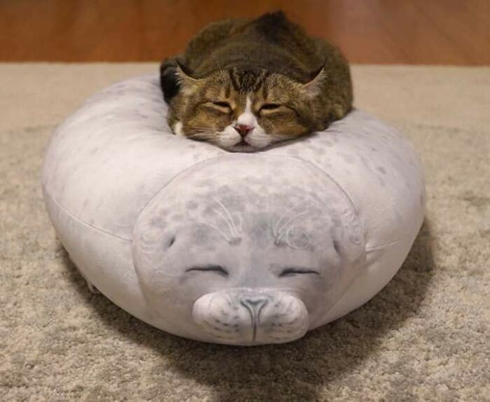 "Ja i moja poduszka staliśmy się jednością."