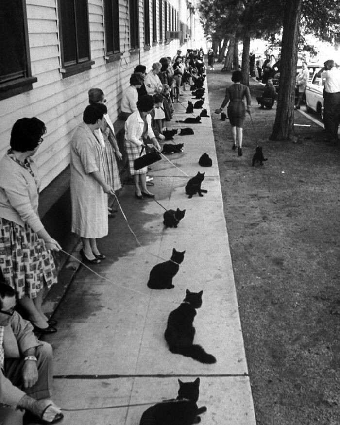"Casting do roli czarnego kota w niskobudżetowym hollywoodzkim horrorze. Rok 1961."