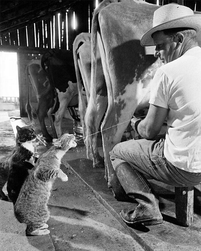 "Kot stojący na tylnych łapach, by złapać strumień mleka w trakcie dojenia krów na farmie. Rok 1954."