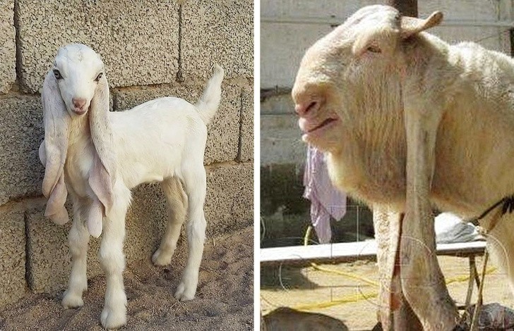 14. Młoda koza Gulabi vs dorosła koza Gulabi