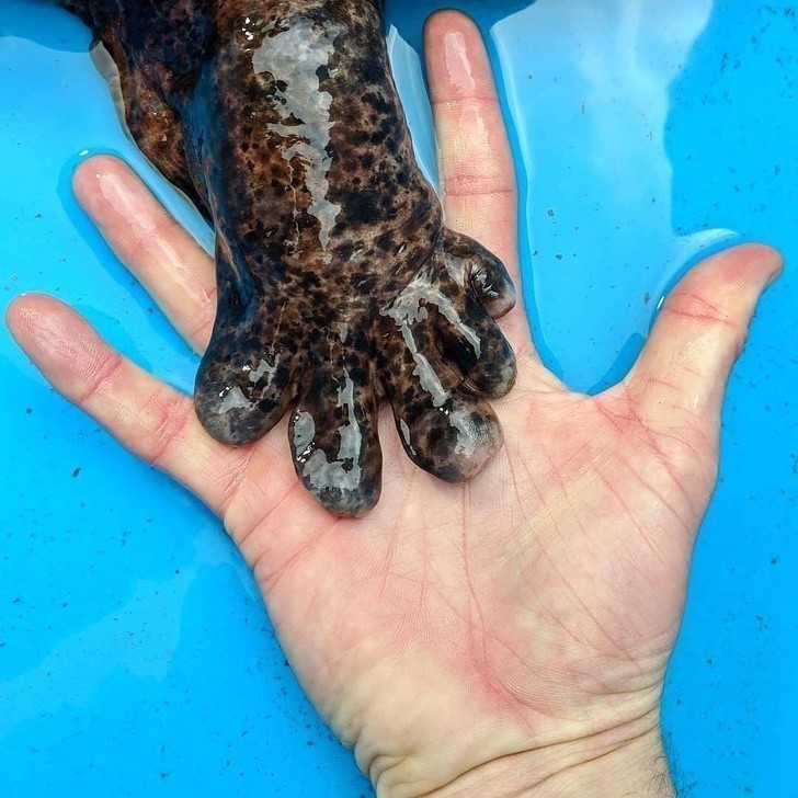 17. Łapa salamandry olbrzymiej japońskiej