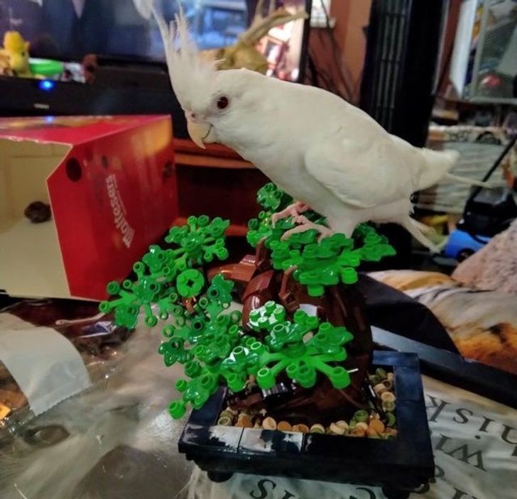 8. "Nowe drzewko dla papugi"
