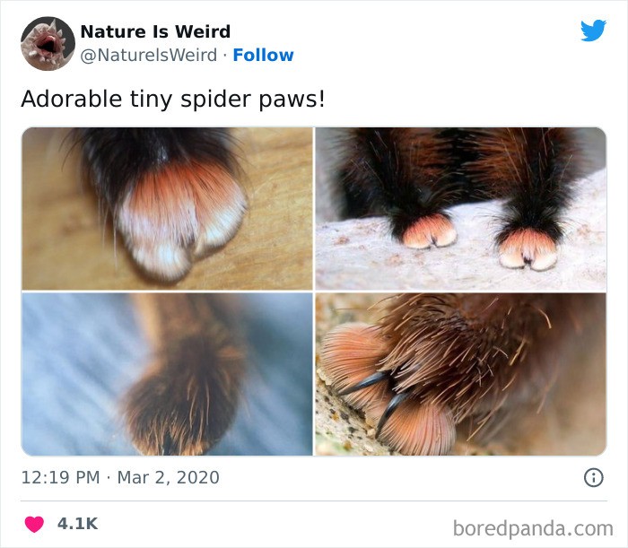 "Urocze nóżki pająków"