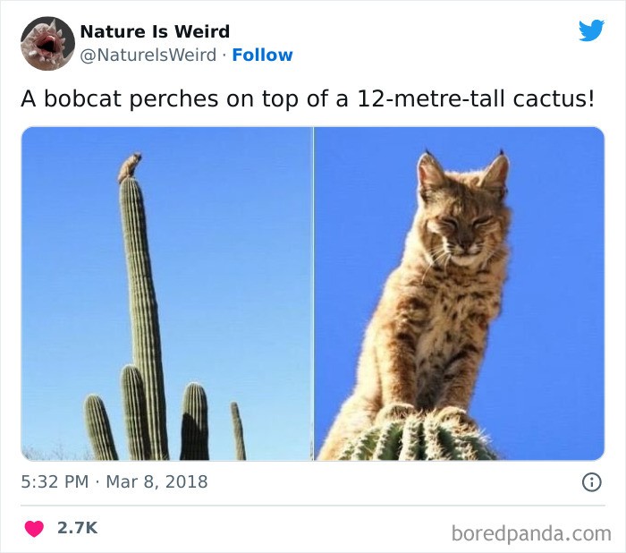 "Ryś siedzący na szczycie 12-metrowego kaktusa"
