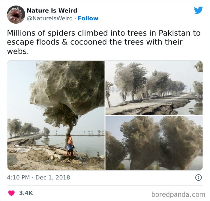 "Miliony pająków wspięły się na drzewa w Pakistanie podczas ucieczki przed powodziami i pokryły gałęzie sieciami."