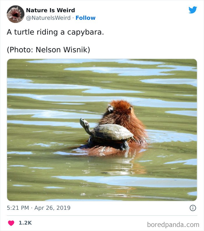 "Żółw płynący na kapibarze"