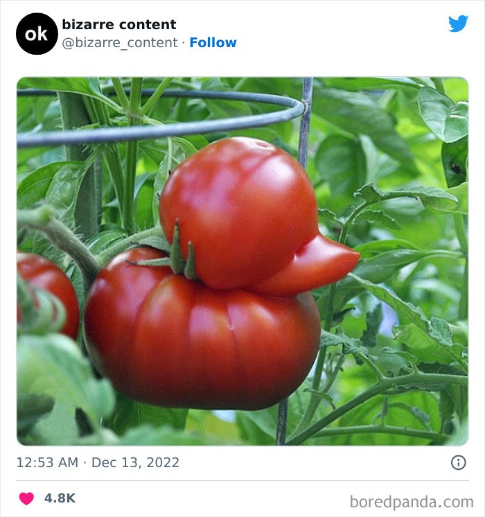 Pomidor o smaku kaczki