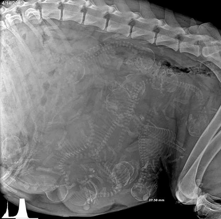 1. Zdjęcie rentgenowskie ciężarnej suczki
