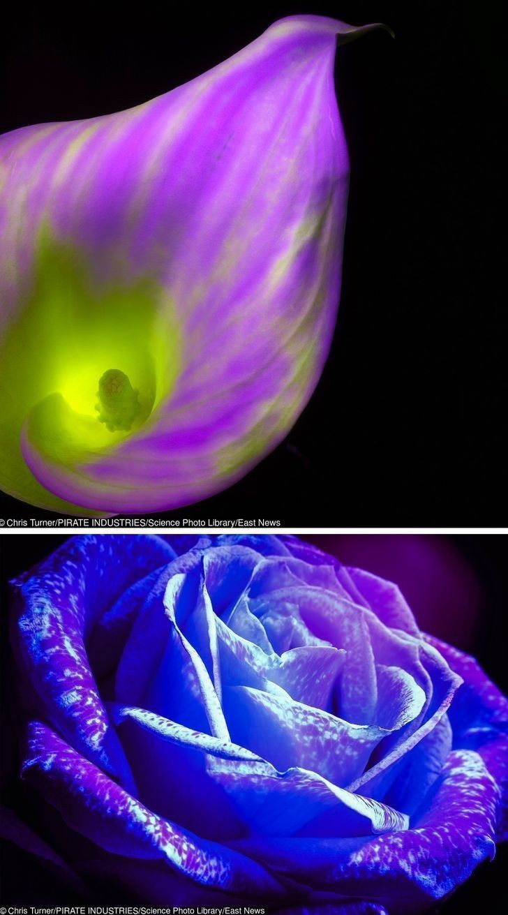 15. Ta fotografia w ultrafiolecie ukazuje kwiat w sposób, w jaki widzi go pszczoła