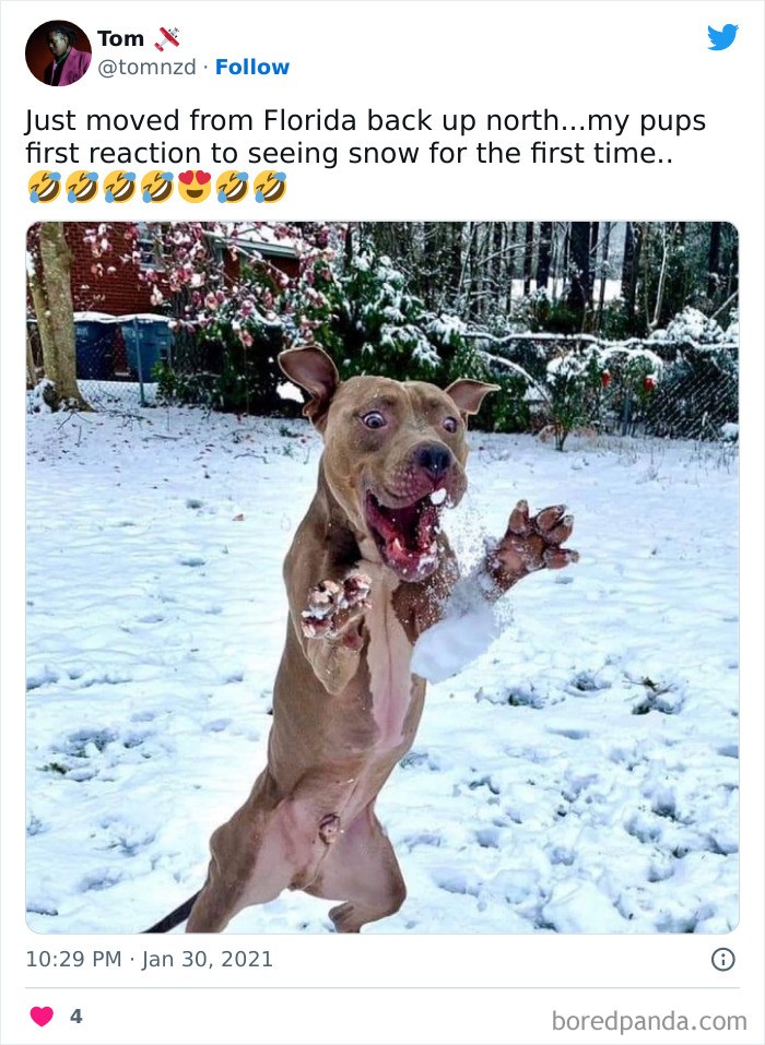 "Właśnie przeprowadziłem się z Florydy na północ. Pierwsza reakcja mojego psa na widok śniegu."