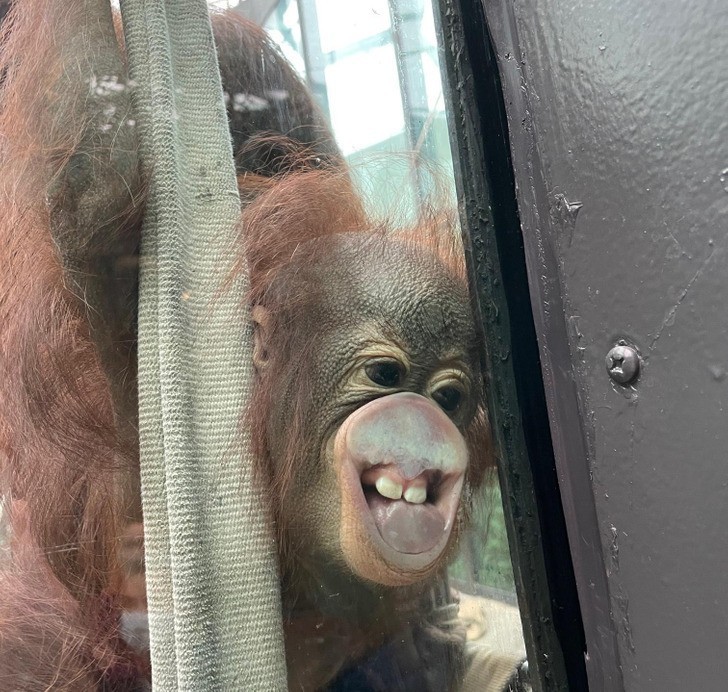16. Jedna z orangutanic w naszym zoo niedawno urodziła. Oto jej maluch w całej okazałości."