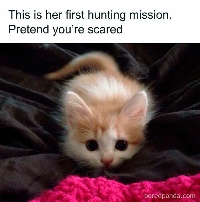 "To jej pierwsze polowanie. Udawajcie, że się boicie."
