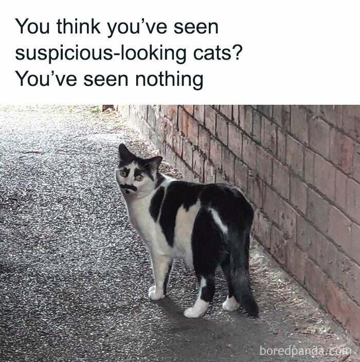 "Myślicie, że widzieliście podejrzanie wyglądające koty? Nie widzieliście niczego."