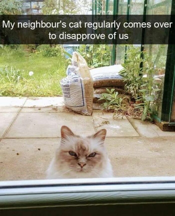 "Kot sąsiada regularnie przychodzi dać nam znać, że nas nie lubi."