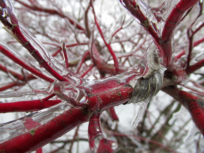 "Zamarznięty deszcz na gałęziach drzewa sprawia, że wyglądają jak naczynia krwionośne."