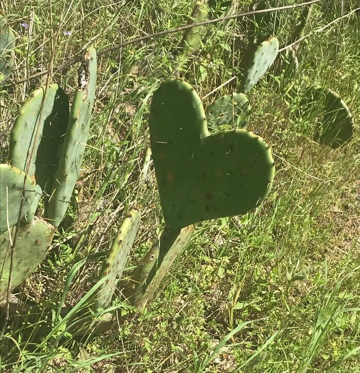 "Kaktus w kształcie serca"