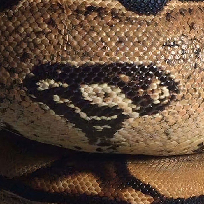 "Wąż mojego znajomego ma na skórze naturalne logo Supermana."