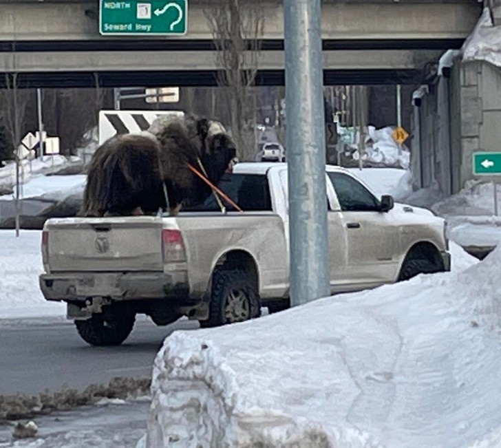 "Niecodzienny transport bizona"