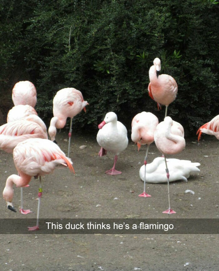 "Ta kaczka myśli, że jest flamingiem."