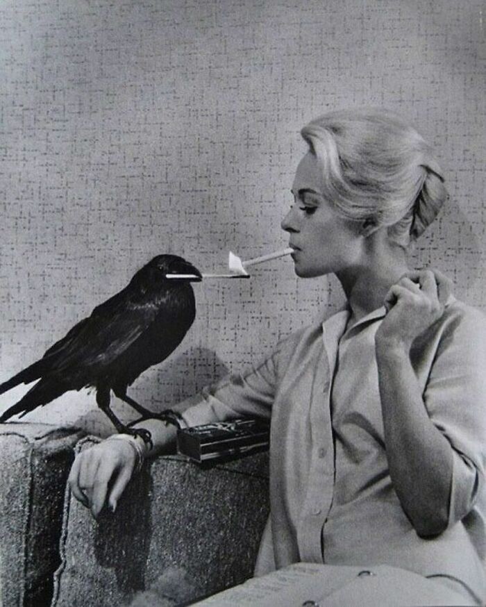 9. Wrona podpalająca papierosa Tippi Hedren na planie "Ptaków", 1963