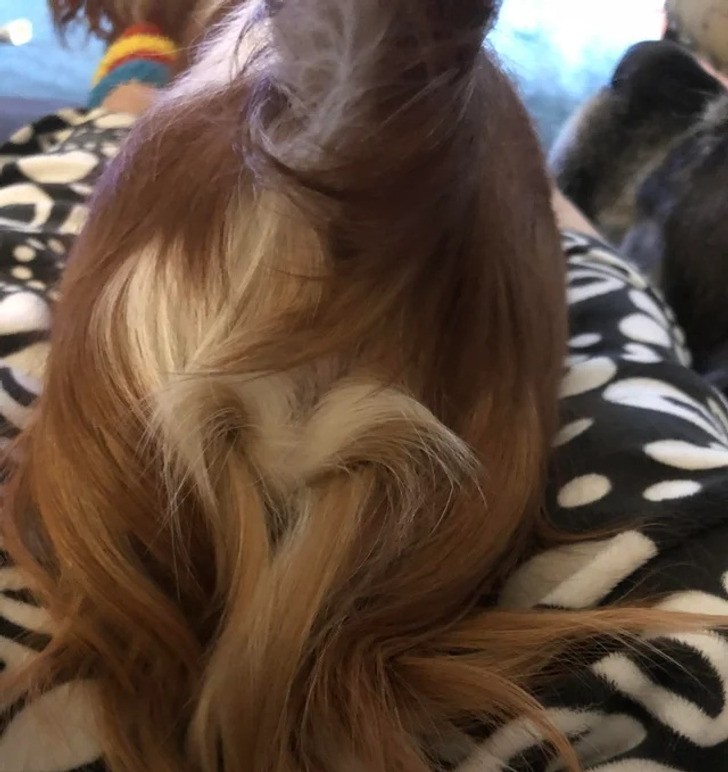 7. "Włosy na tyłku mojego psa rosną w kształcie serca."